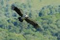 vautour_4835