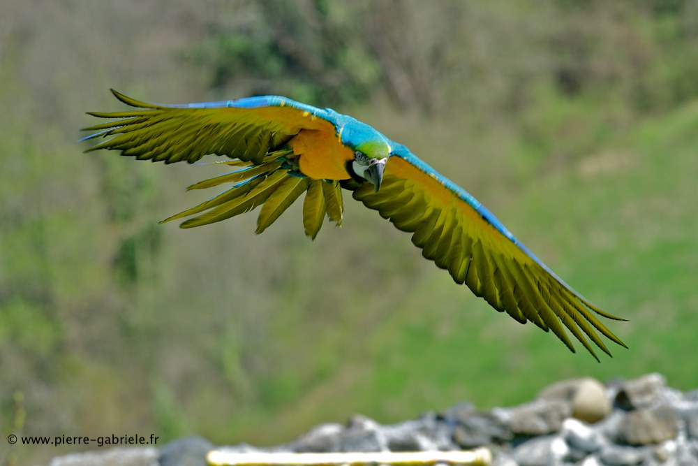 ara-bleu_6226.jpg