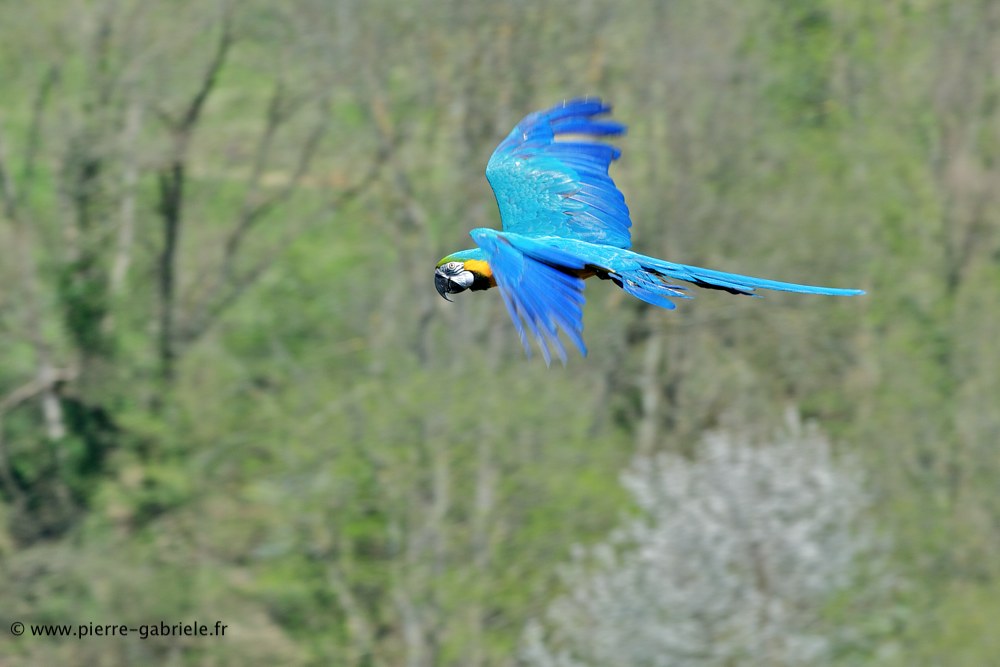 ara-bleu_6236.jpg