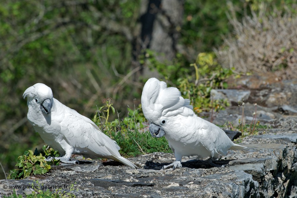 cacatoes_6224.jpg