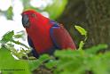 eclectus_8076