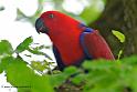 eclectus_8077