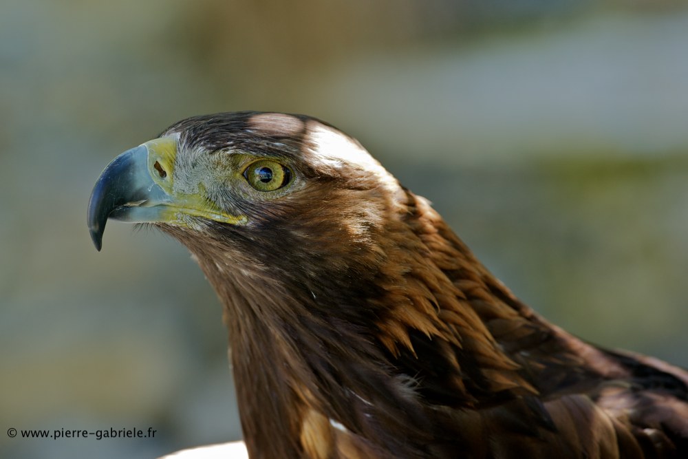 aigle_6095.jpg