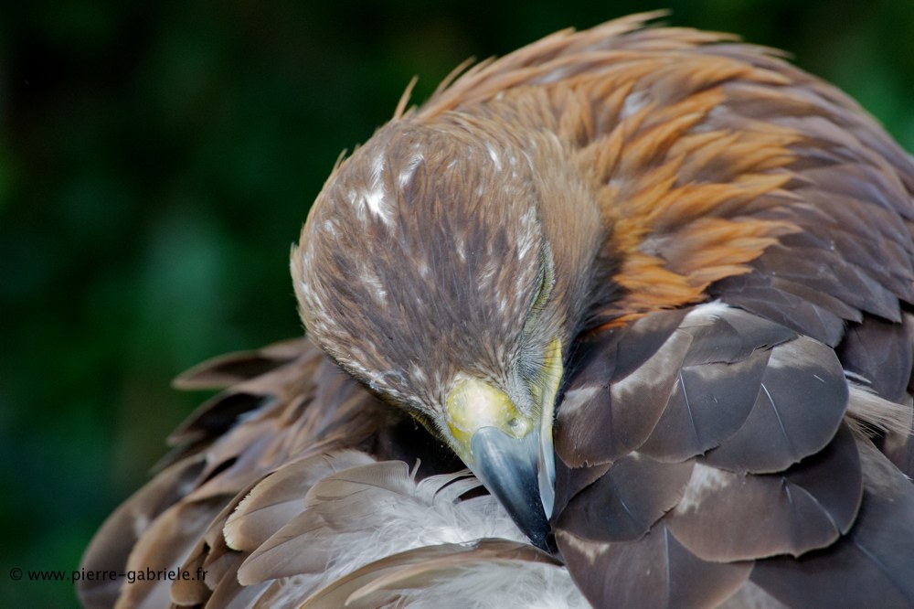 aigle_7838.jpg