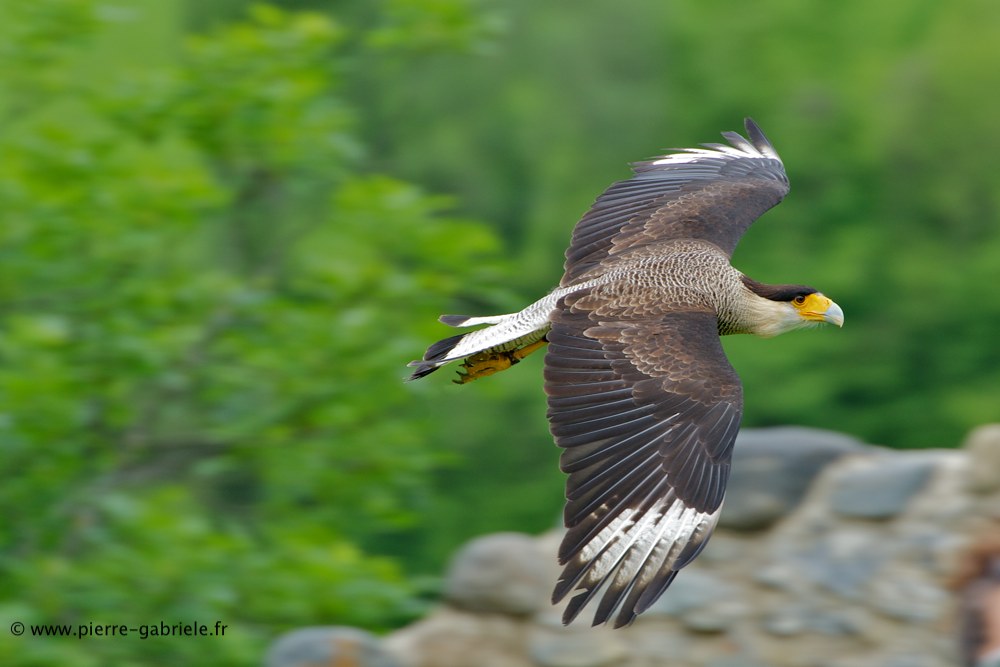 caracara_7934.jpg