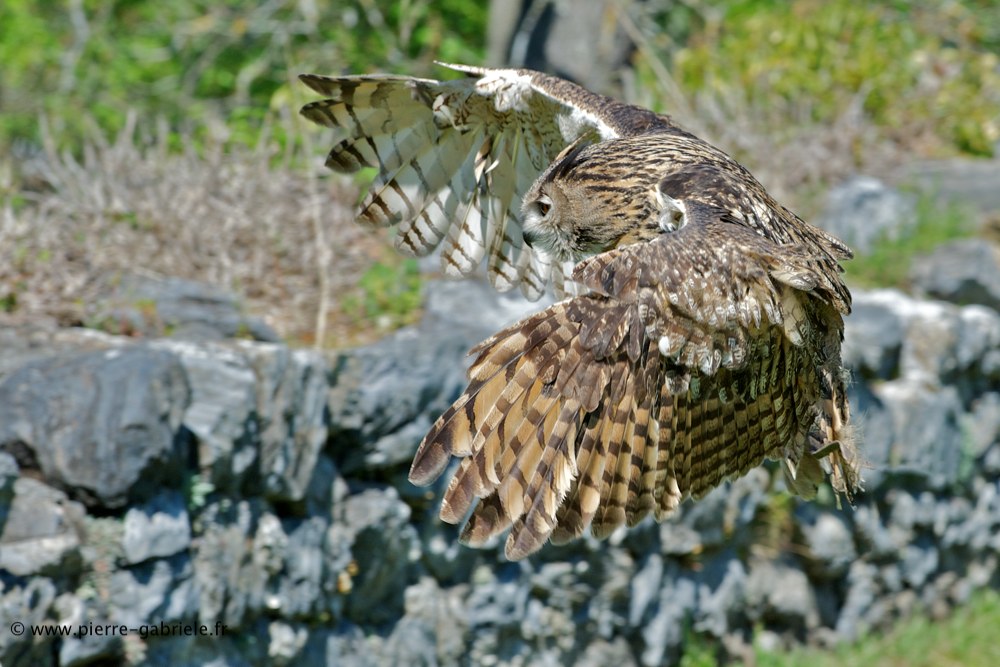 grand-duc_6205.jpg
