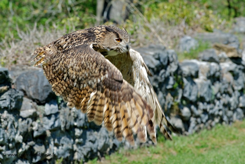 grand-duc_6206.jpg