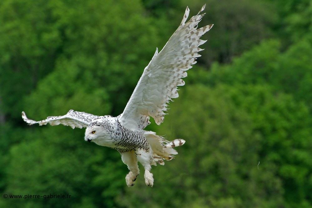 harfang_7996.jpg