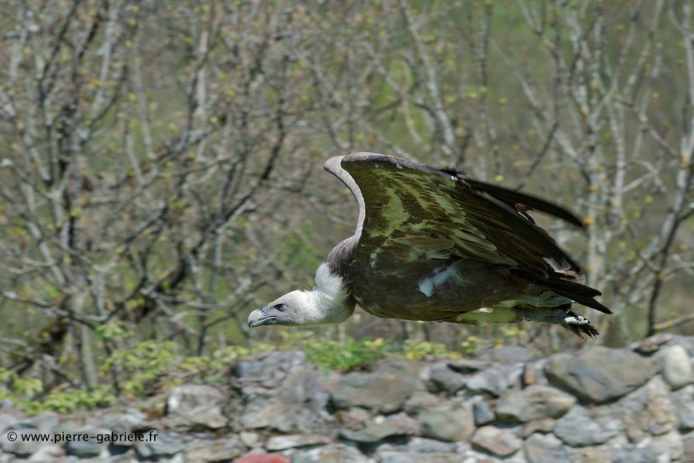 vautour_6209.jpg