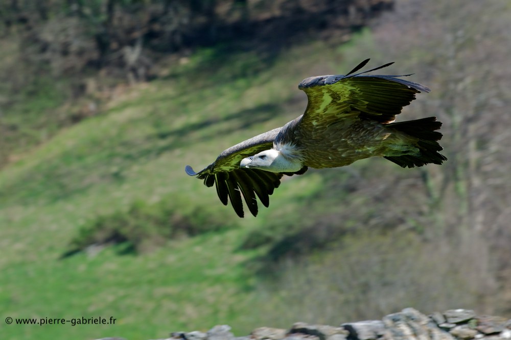 vautour_6213.jpg