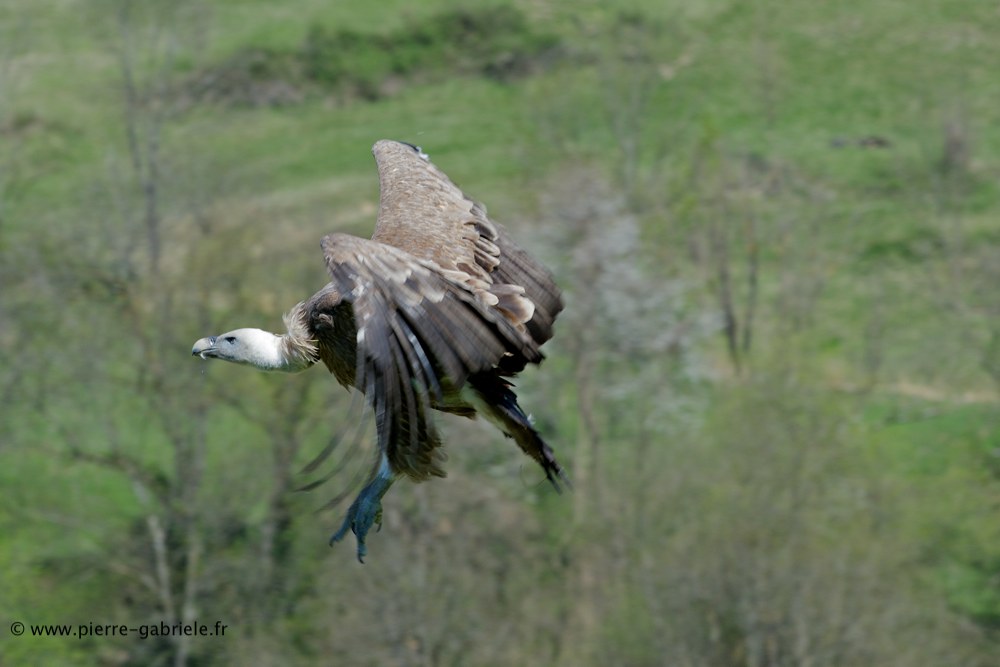 vautour_6215.jpg