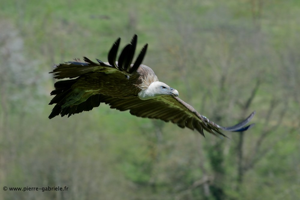vautour_6217.jpg