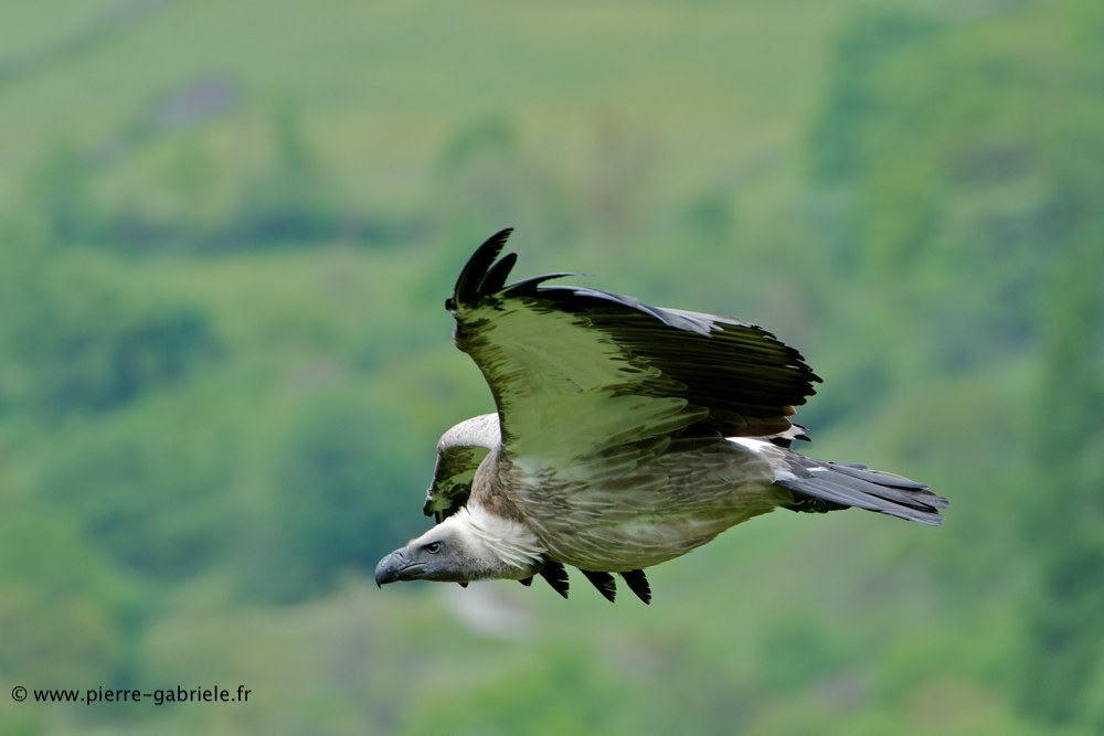 vautour_8017.jpg