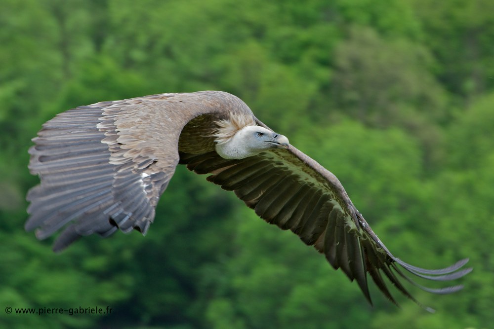 vautour_8021.jpg