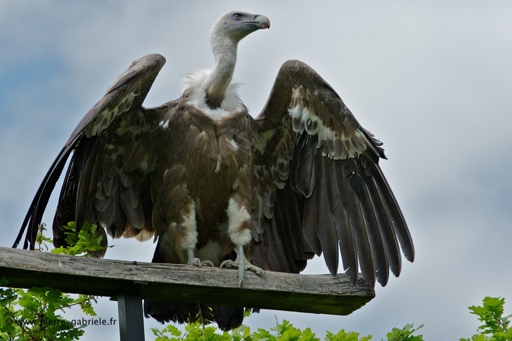 vautour_8028.jpg