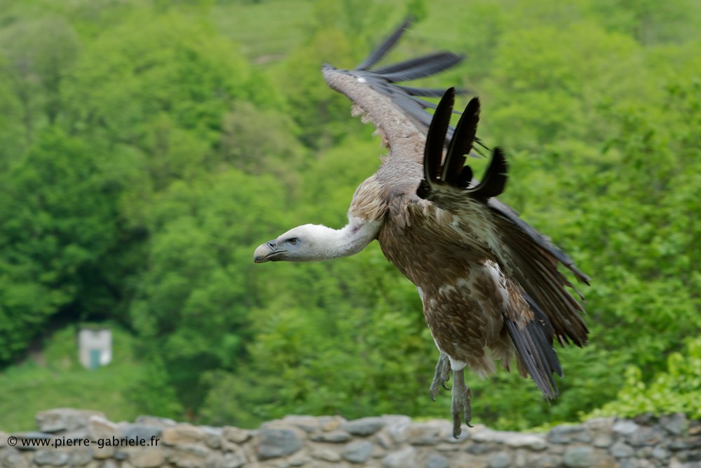 vautour_8030.jpg