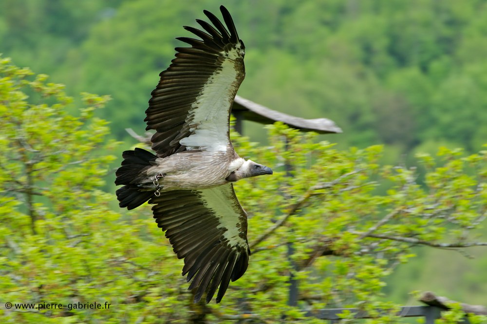 vautour_8061.jpg