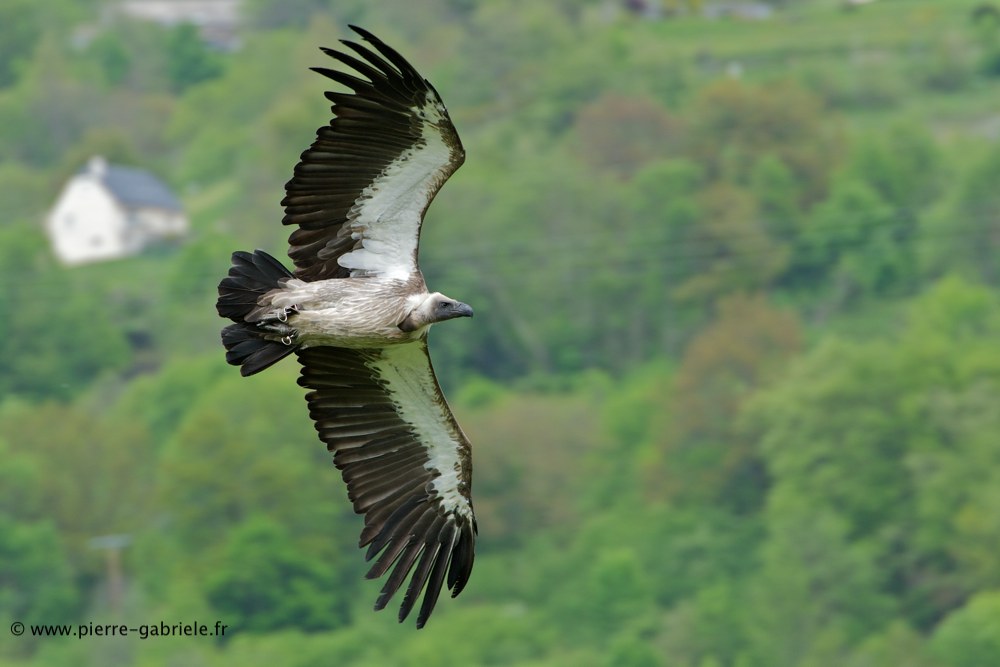 vautour_8063.jpg
