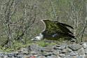 vautour_6209