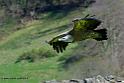 vautour_6213