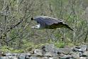 vautour_6214