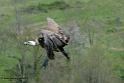 vautour_6215