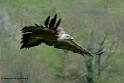 vautour_6217