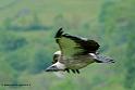 vautour_8017