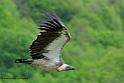 vautour_8019