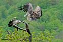 vautour_8020