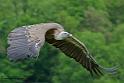 vautour_8021