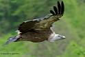 vautour_8025