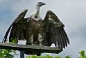 vautour_8028