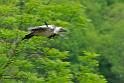 vautour_8064