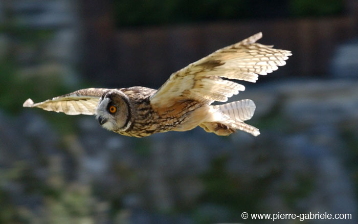 hibou_0120.jpg