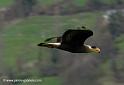 caracara