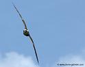 faucon_0080