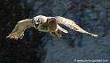 grandduc_2486