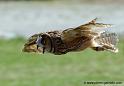 hibou_0121