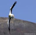 percno_8014