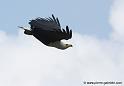 pyguargue_0246