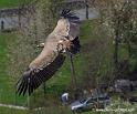 vautour_7910