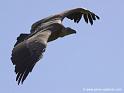 vautour_7949