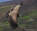 vautour_8090