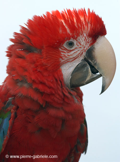 ararouge_0206.jpg