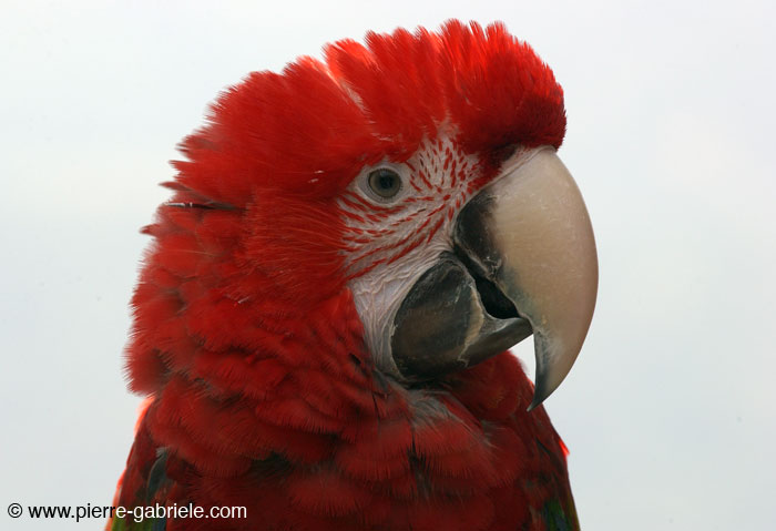 ararouge_0207.jpg