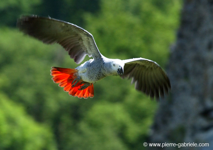 parrot_0100.jpg