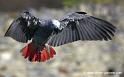 perroquet_8077