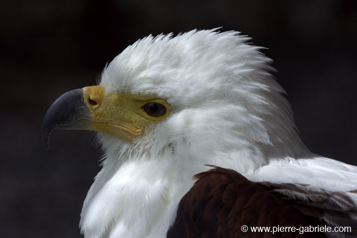 aigle_7514.jpg