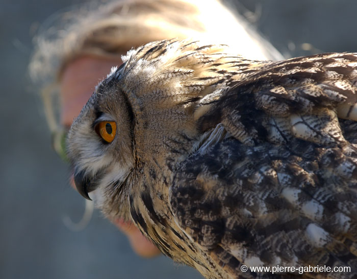 grandduc_2495.jpg